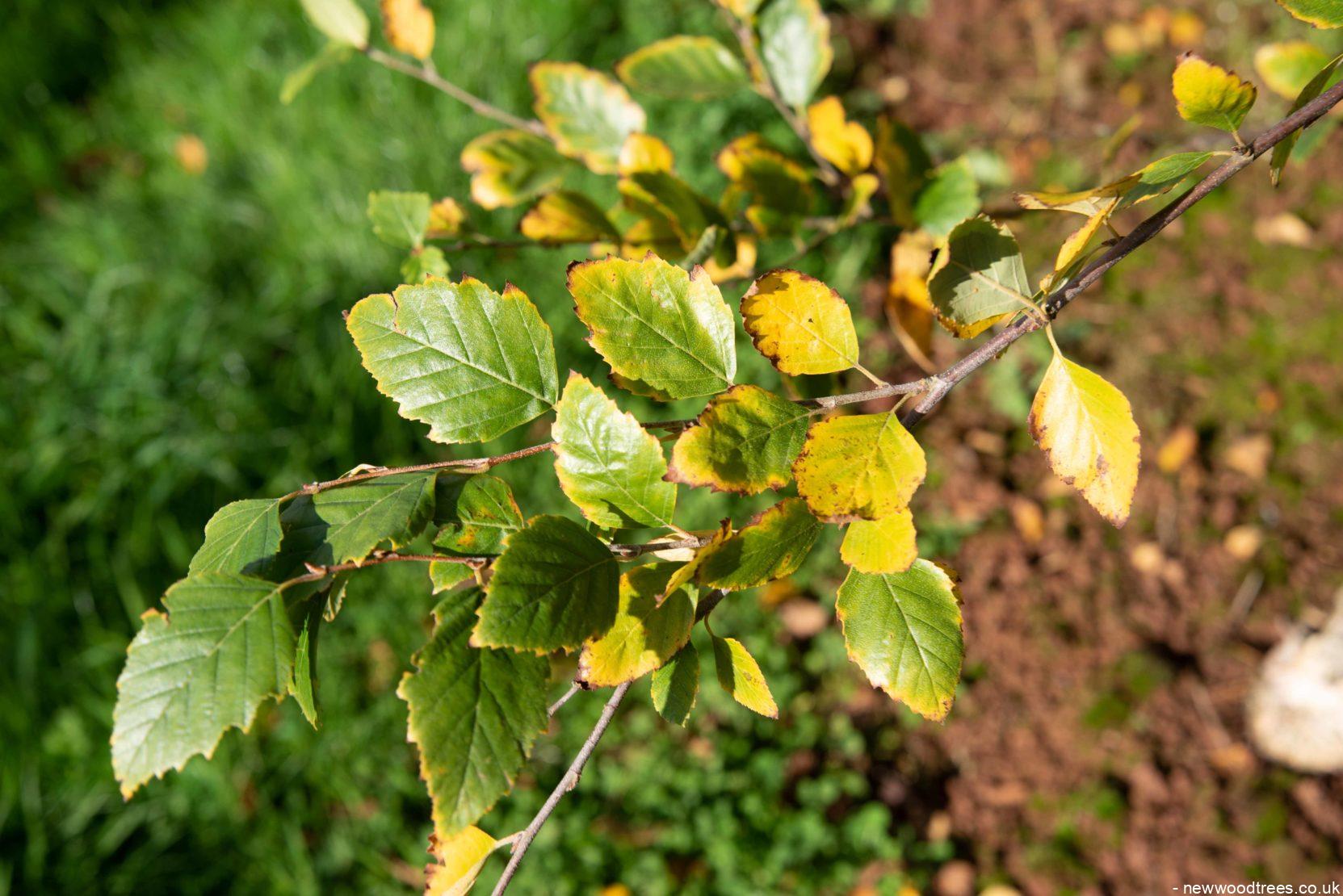 Betula nigra 4 1663x1110 1