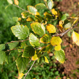 Betula nigra 4 1663x1110 1