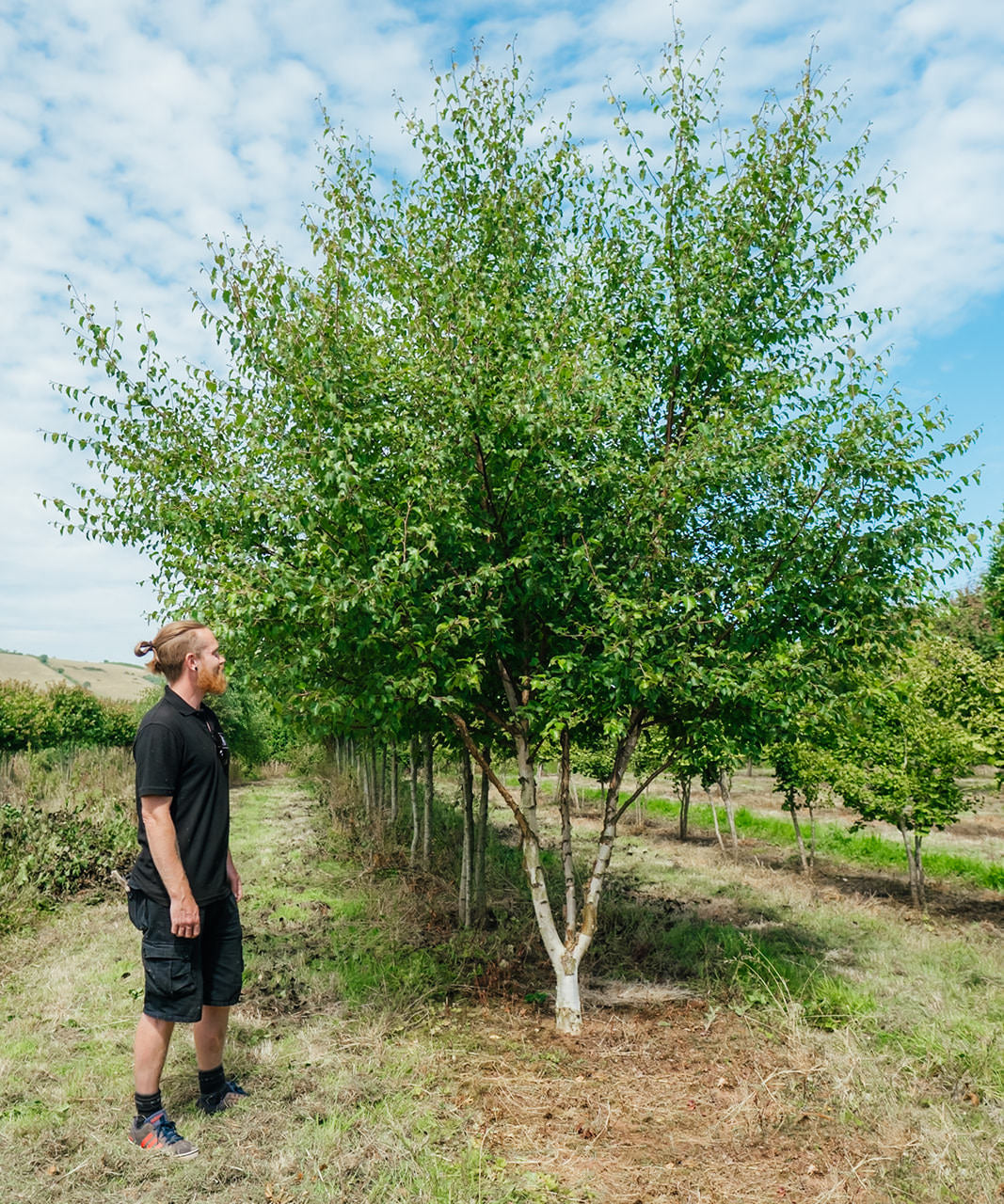 Betula-nigra-Black-Star-New-Wood-Trees-