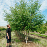 Betula-nigra-Black-Star-New-Wood-Trees-