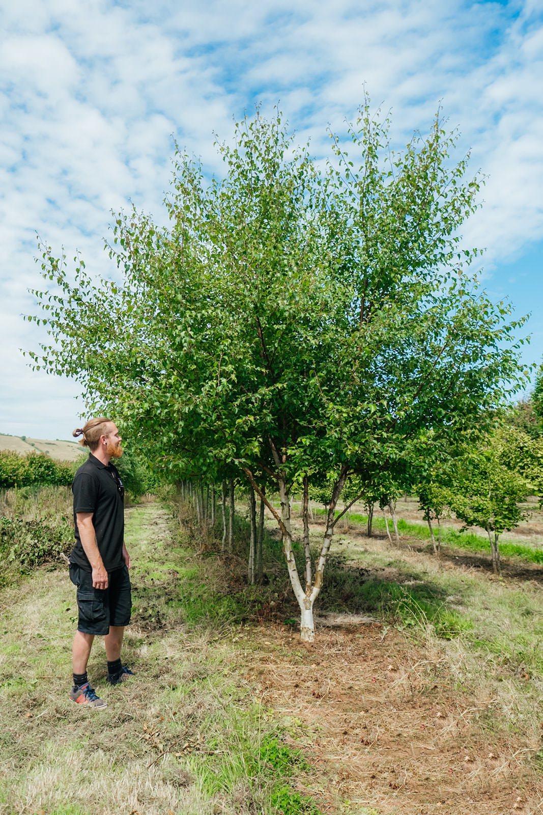 Betula-nigra-Black-Star-New-Wood-Trees-
