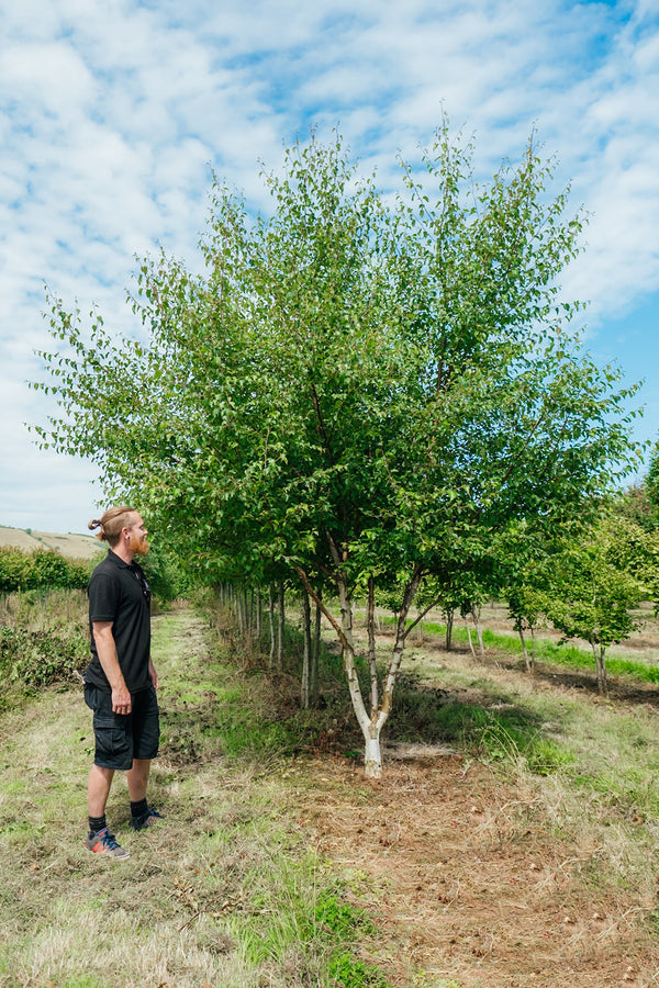 Betula-nigra-Black-Star-New-Wood-Trees-