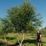 Betula nigra 'Black Star' New Wood Trees 25 26 0002 Edit