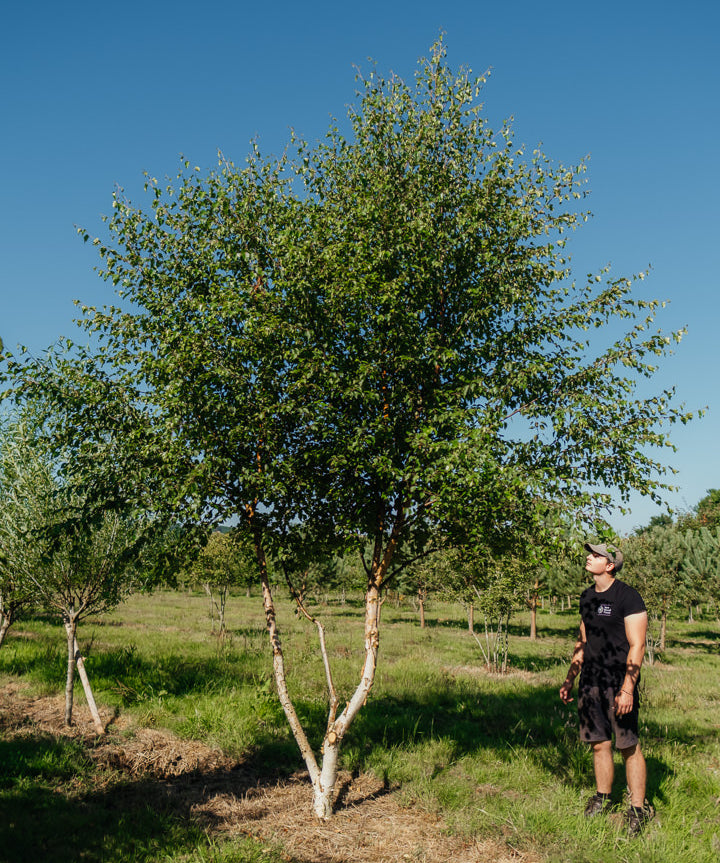 Betula nigra 'Black Star' New Wood Trees 25 26 0002 Edit