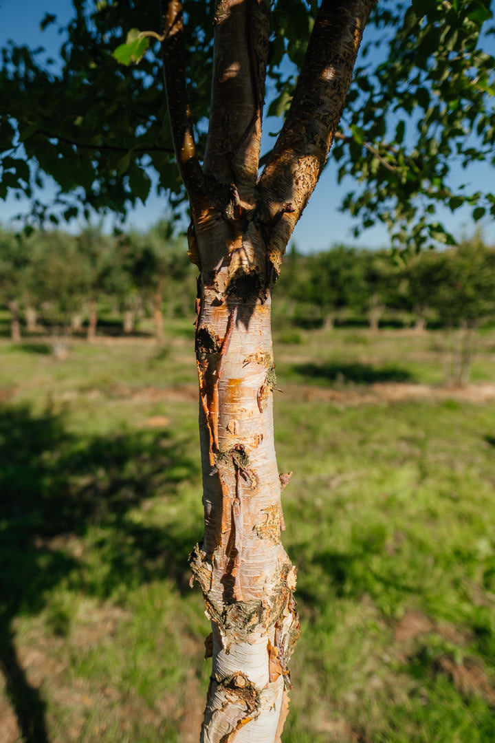 Betula nigra 'Black Star' New Wood Trees 25 26 0004