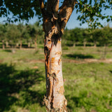 Betula nigra 'Black Star' New Wood Trees 25 26 0004