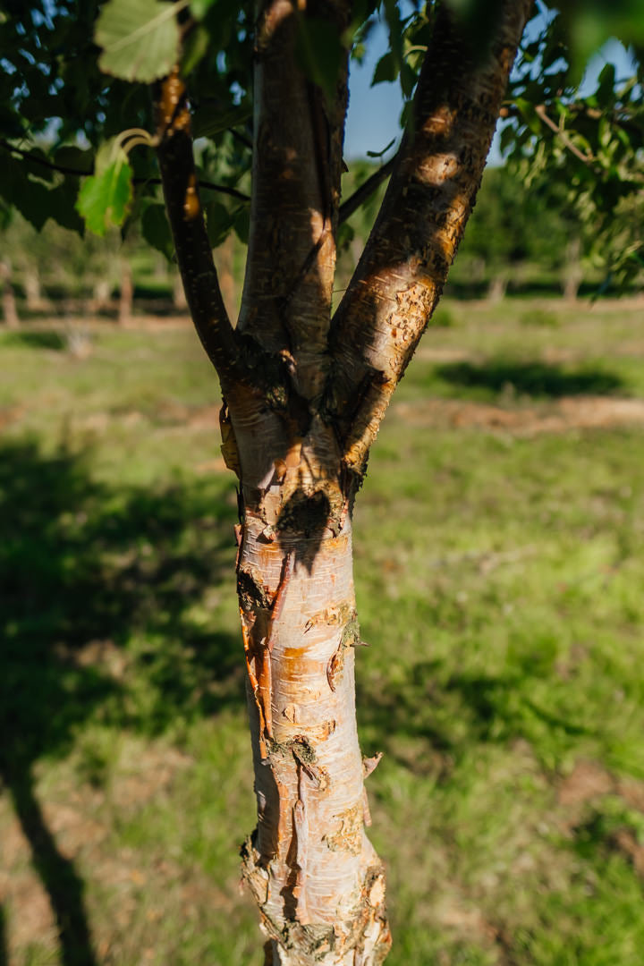 Betula nigra 'Black Star' New Wood Trees 25 26 0005
