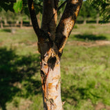 Betula nigra 'Black Star' New Wood Trees 25 26 0005