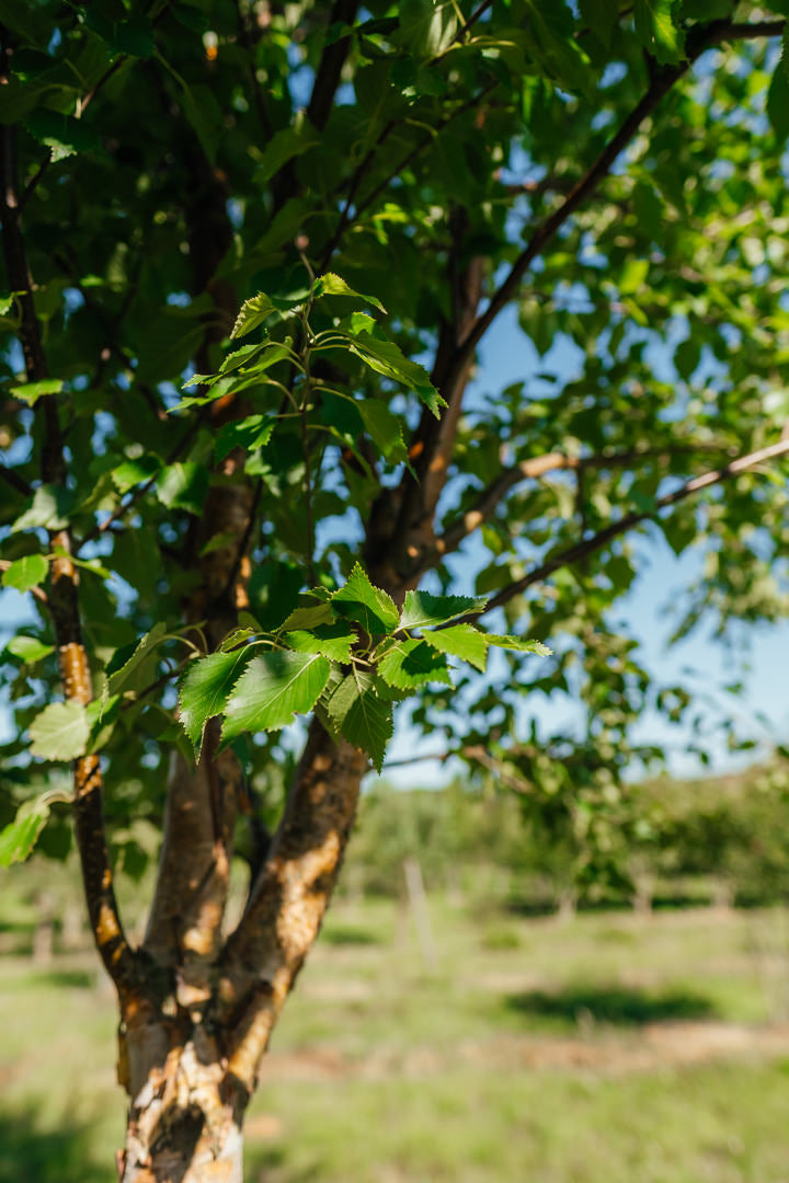Betula nigra 'Black Star' New Wood Trees 25 26 0007