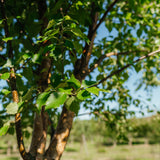 Betula nigra 'Black Star' New Wood Trees 25 26 0007