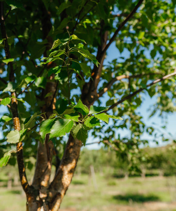 Betula nigra 'Black Star' New Wood Trees 25 26 0007