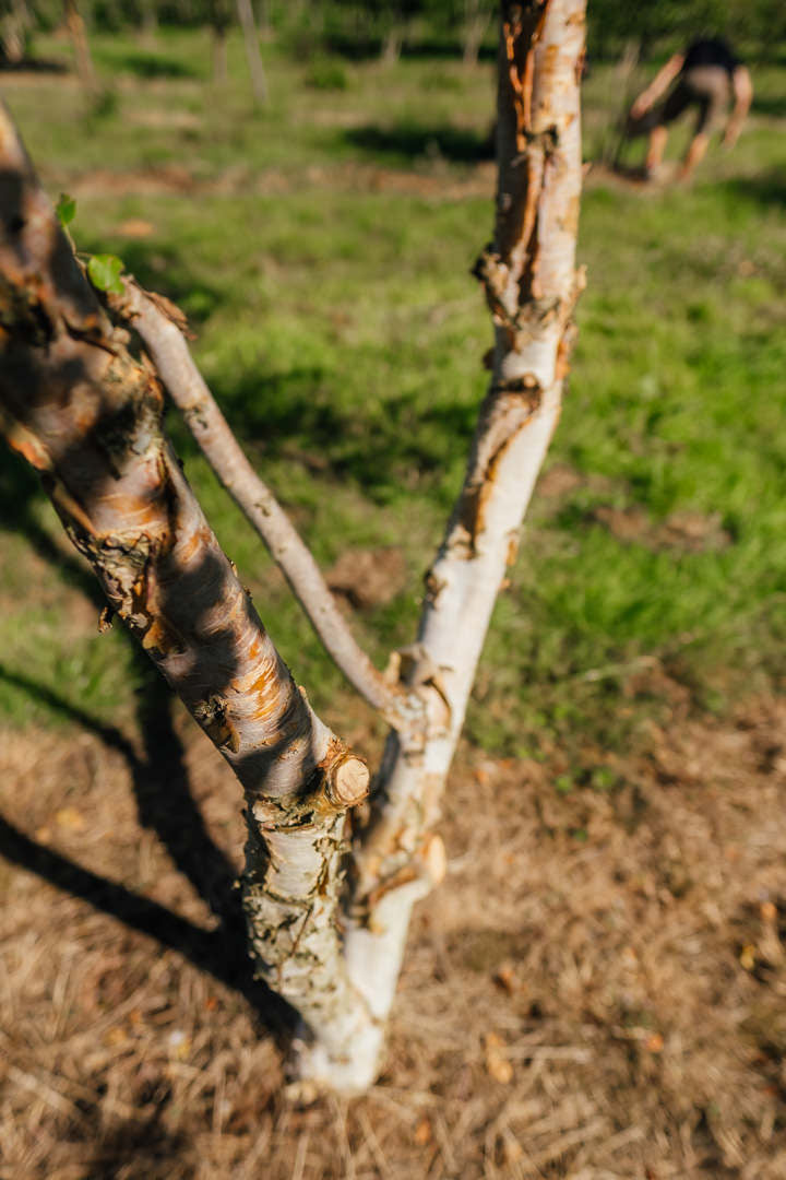 Betula nigra 'Black Star' New Wood Trees 25 26 0008