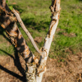 Betula nigra 'Black Star' New Wood Trees 25 26 0008