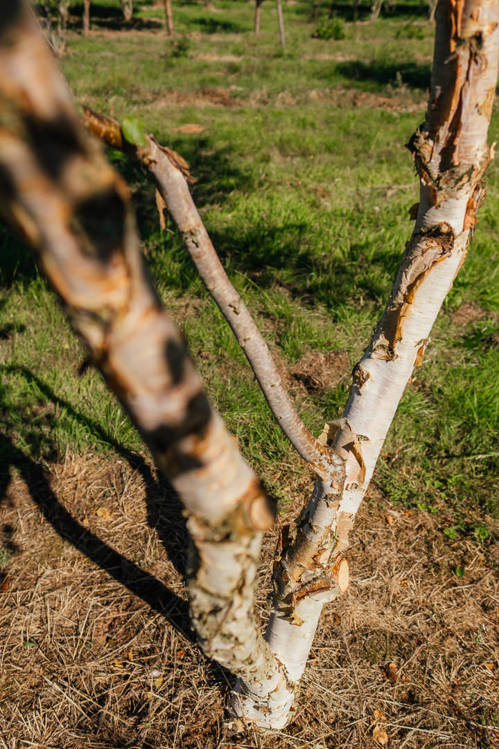 Betula nigra 'Black Star' New Wood Trees 25 26 0009