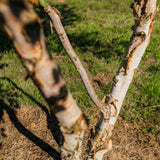 Betula nigra 'Black Star' New Wood Trees 25 26 0009