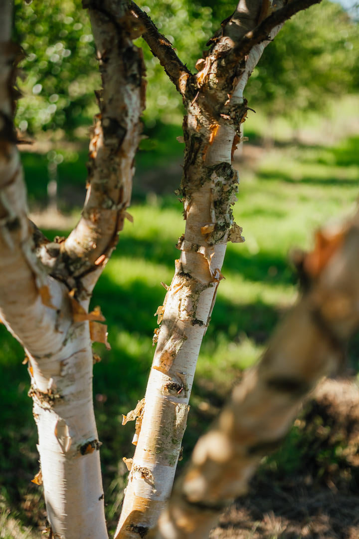 Betula nigra 'Black Star' New Wood Trees 25 26 0010