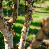 Betula nigra 'Black Star' New Wood Trees 25 26 0010
