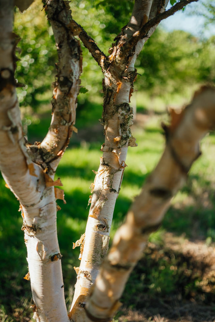 Betula nigra 'Black Star' New Wood Trees 25 26 0011