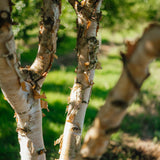 Betula nigra 'Black Star' New Wood Trees 25 26 0011