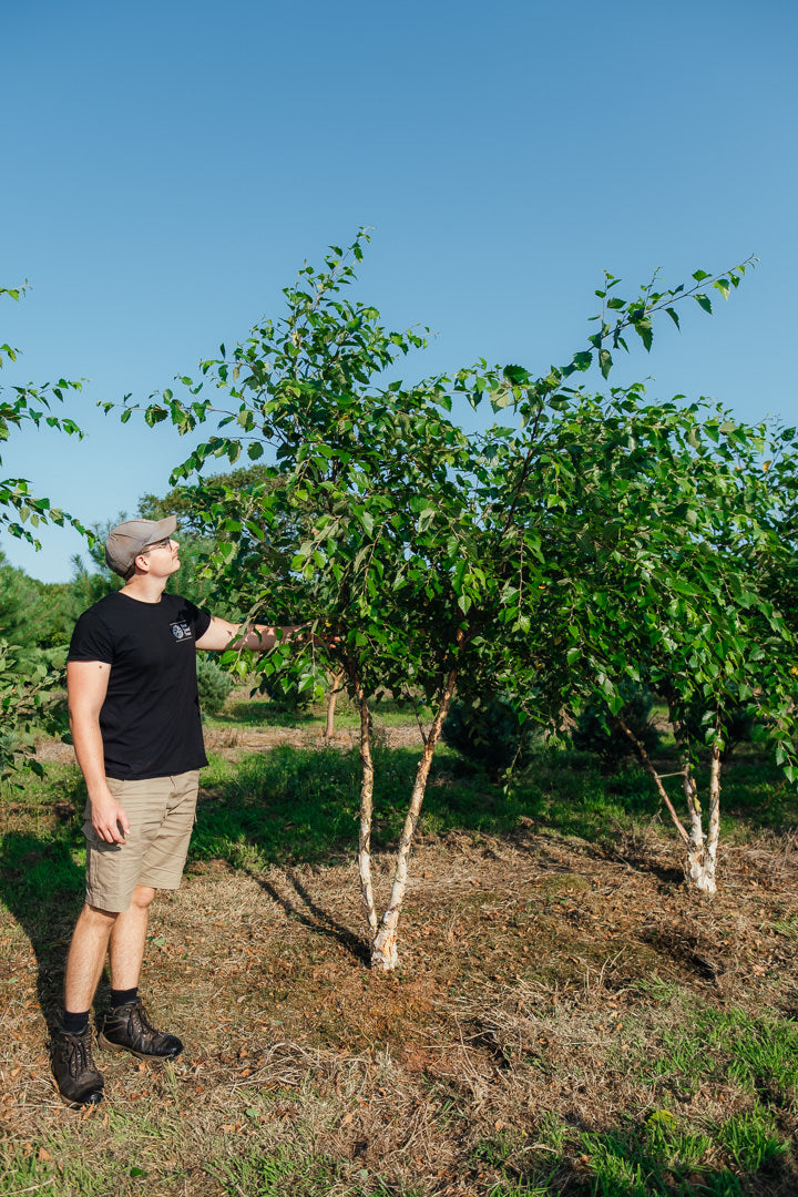 Betula nigra NWT Products 25 26 2