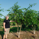 Betula nigra NWT Products 25 26 2