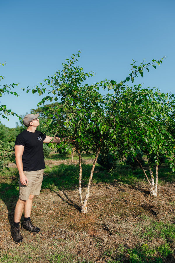 Betula nigra NWT Products 25 26 2