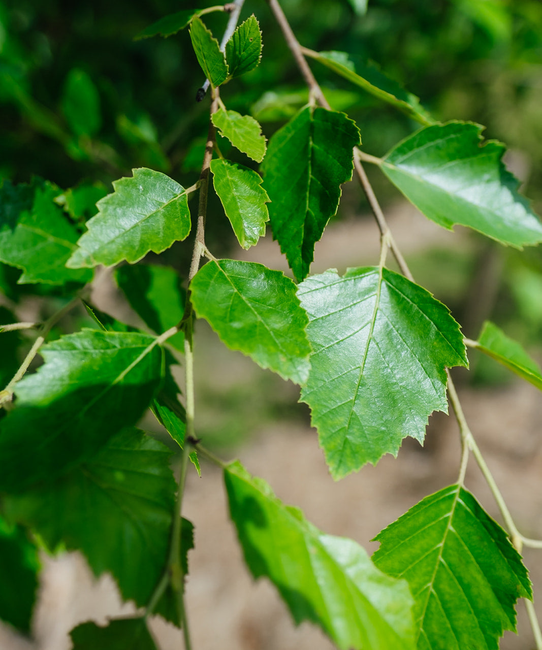 NWT 2024 Stock photos