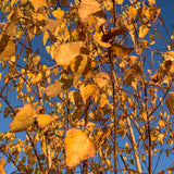 Betula pendula 1 1663x2217 1