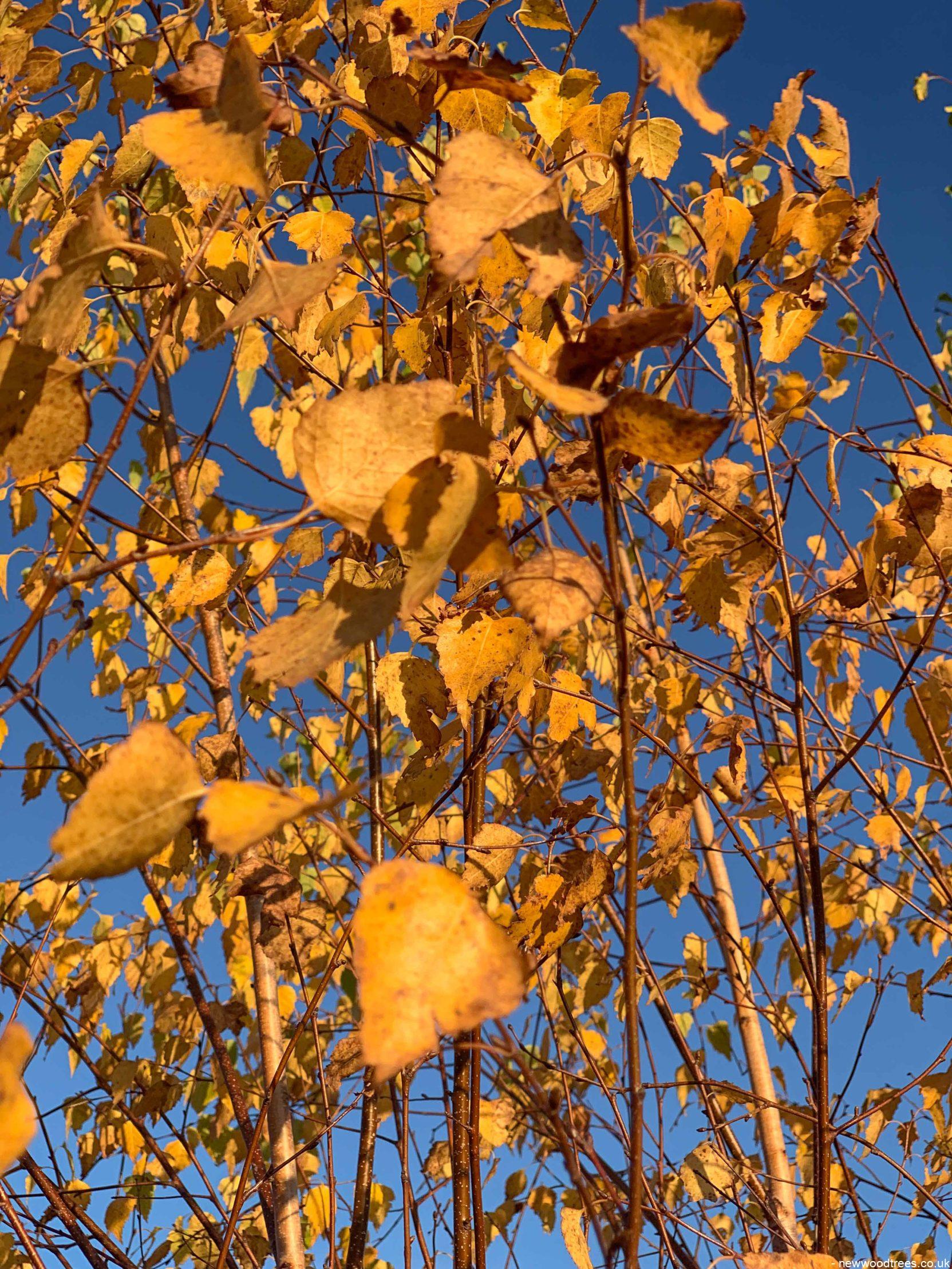 Betula pendula 1 1663x2217 1