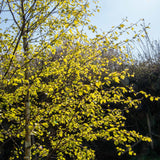 Betula pendula 1663x2491 1