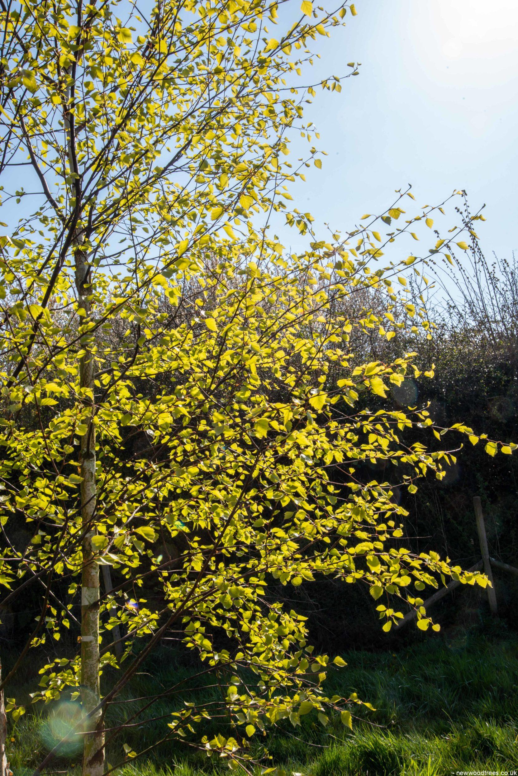Betula pendula 1663x2491 1