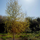 Betula pendula 2 1663x2491 1