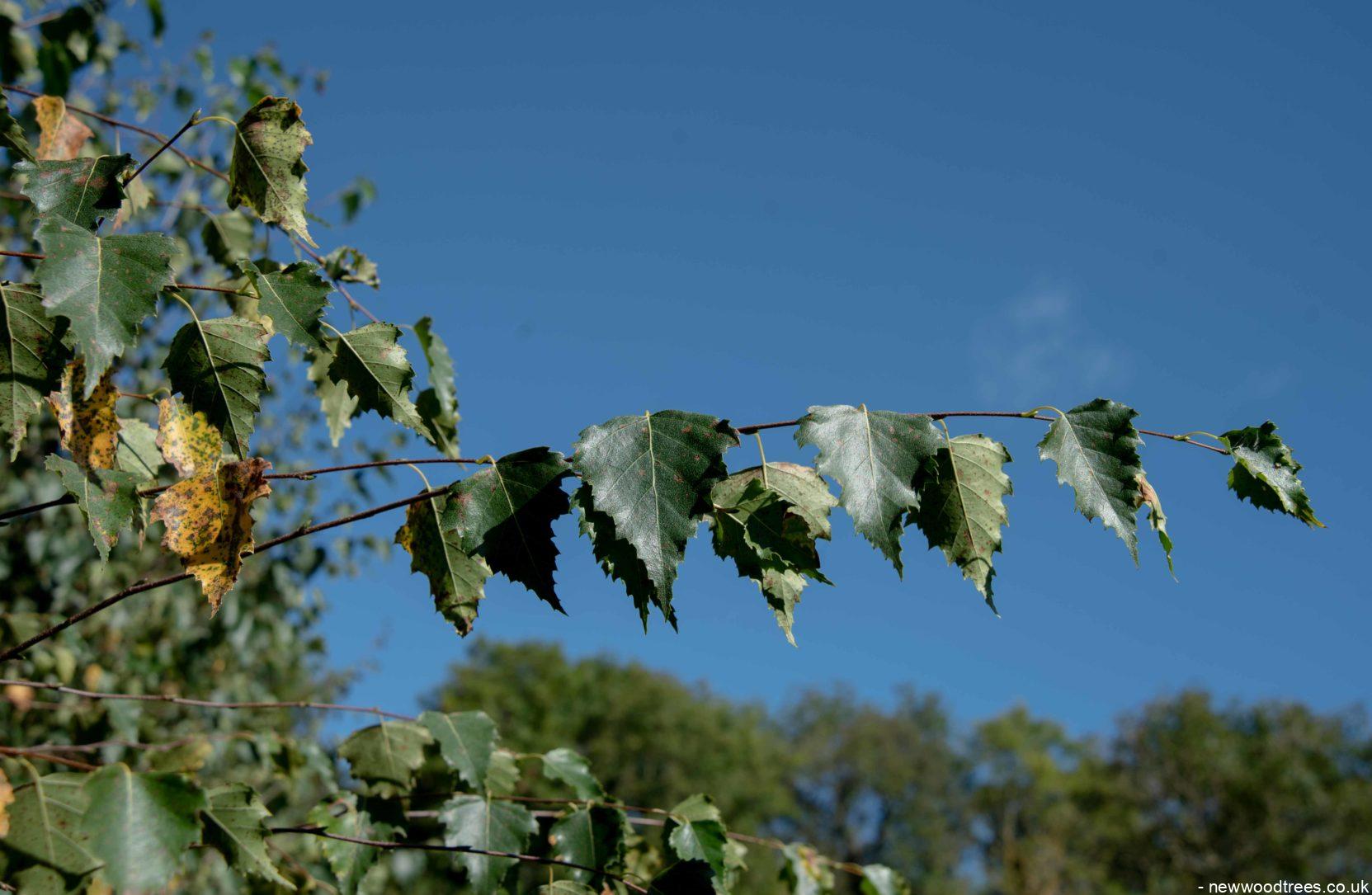Betula pendula 3 1663x1085 1