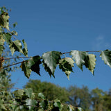Betula pendula 3 1663x1085 1