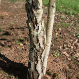 Betula pendula 3 2 1663x2491 1