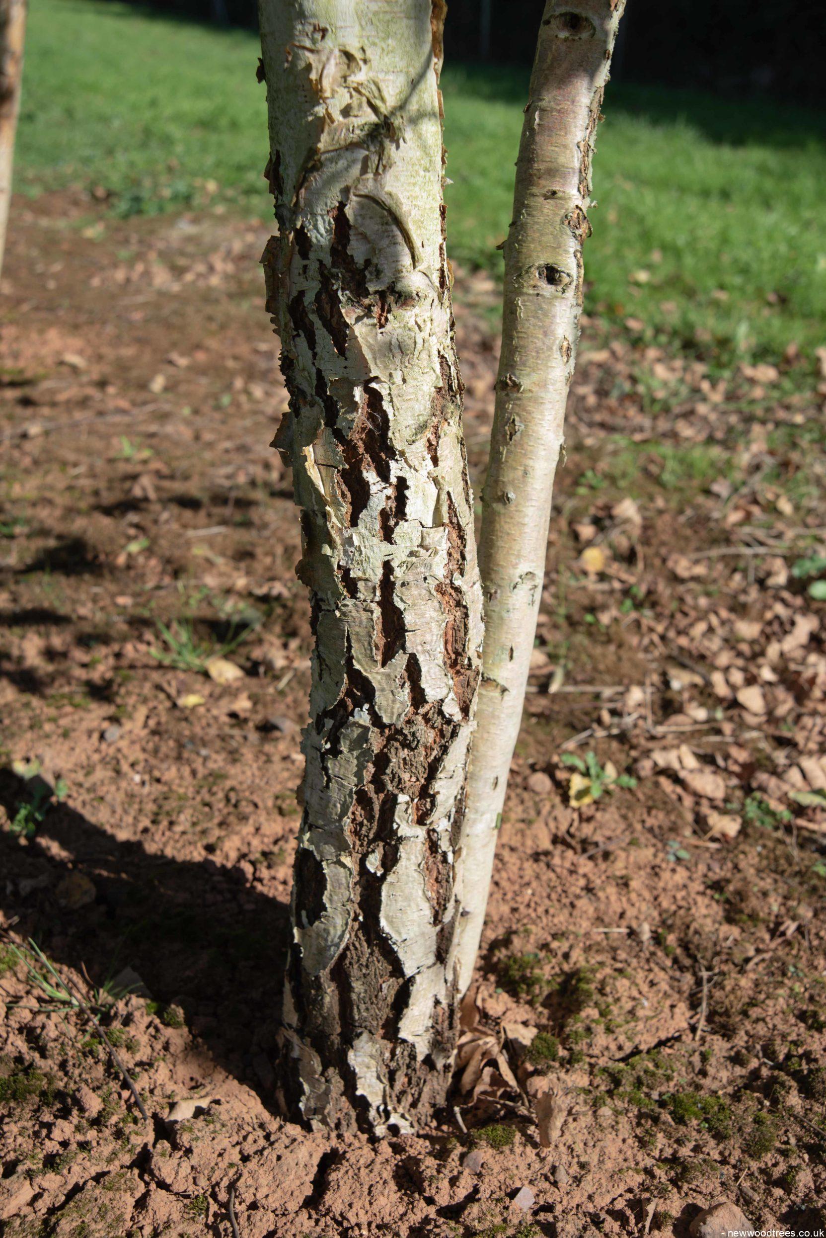 Betula pendula 3 2 1663x2491 1