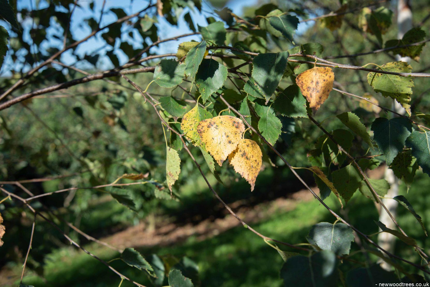 Betula pendula 5 1663x1110 1