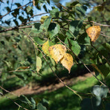 Betula pendula 5 1663x1110 1
