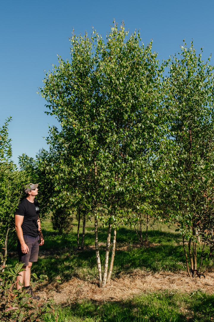 Betula pendula New Wood Trees 25 26 0002