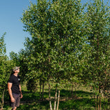 Betula pendula New Wood Trees 25 26 0002