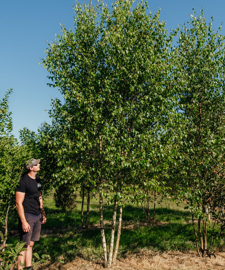 Betula pendula New Wood Trees 25 26 0002