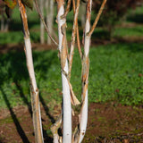 Betula utilis 1663x2491 1