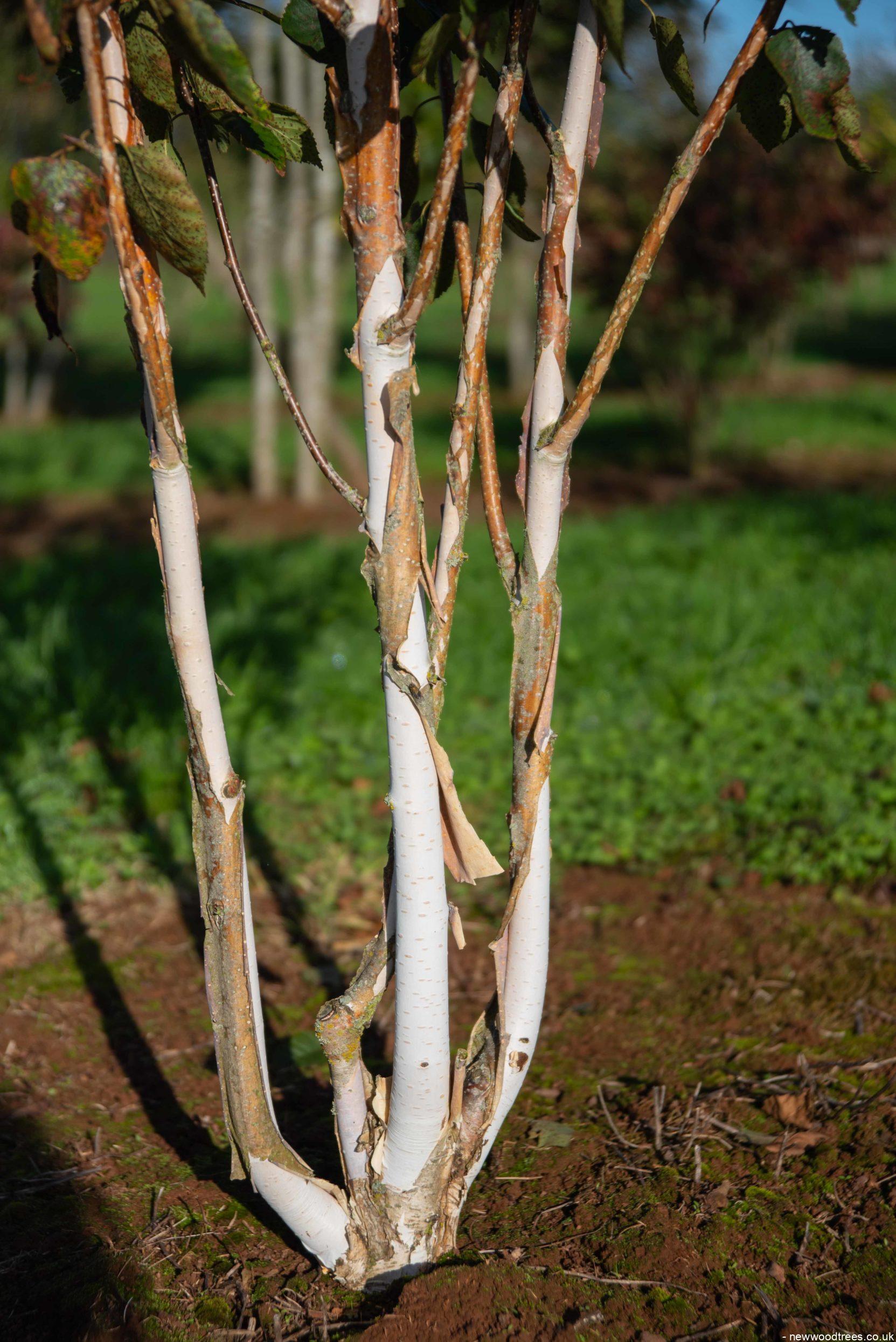 Betula utilis 1663x2491 1