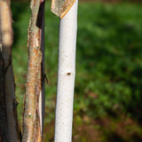 Betula utilis 2 1663x2491 1