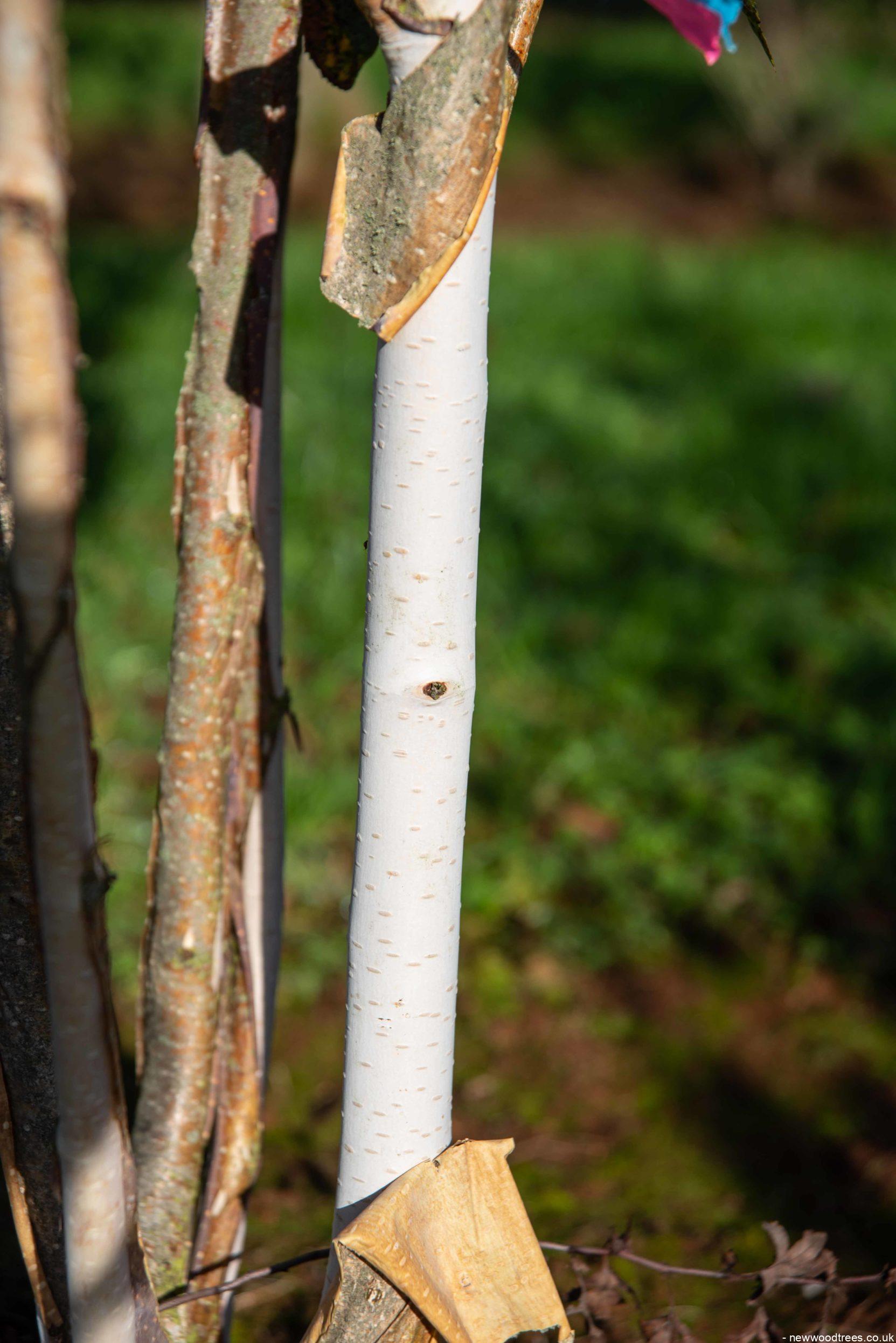 Betula utilis 2 1663x2491 1