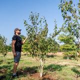Betula utilis 'Grayswood ghost' NWT Products 25 26 0010