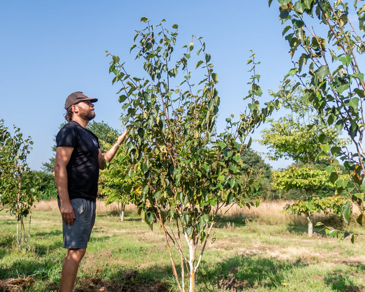 Betula utilis 'Grayswood ghost' NWT Products 25 26 0010