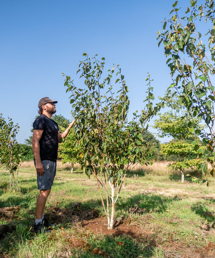 Betula utilis 'Grayswood ghost' NWT Products 25 26 0010