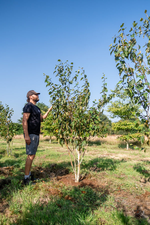 Betula utilis 'Grayswood ghost' NWT Products 25 26 0010