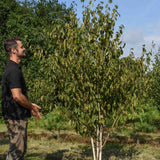 Betula utilis Greyswood Ghost Himalayan Birch scaled